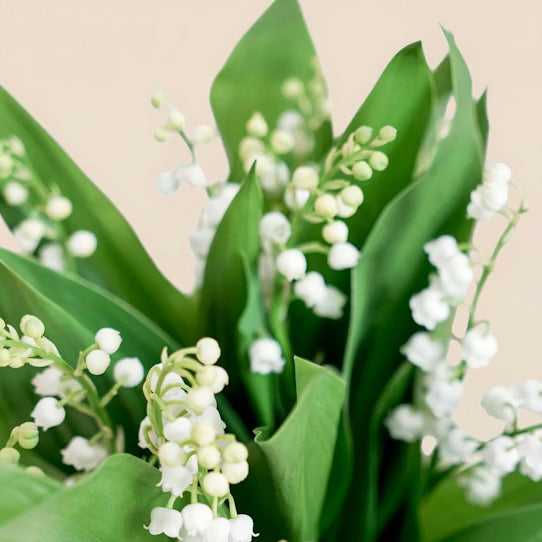 Muguet en Pot
