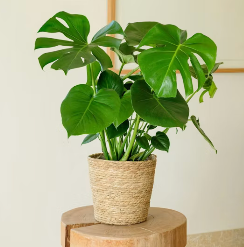 Monstera Deliciosa