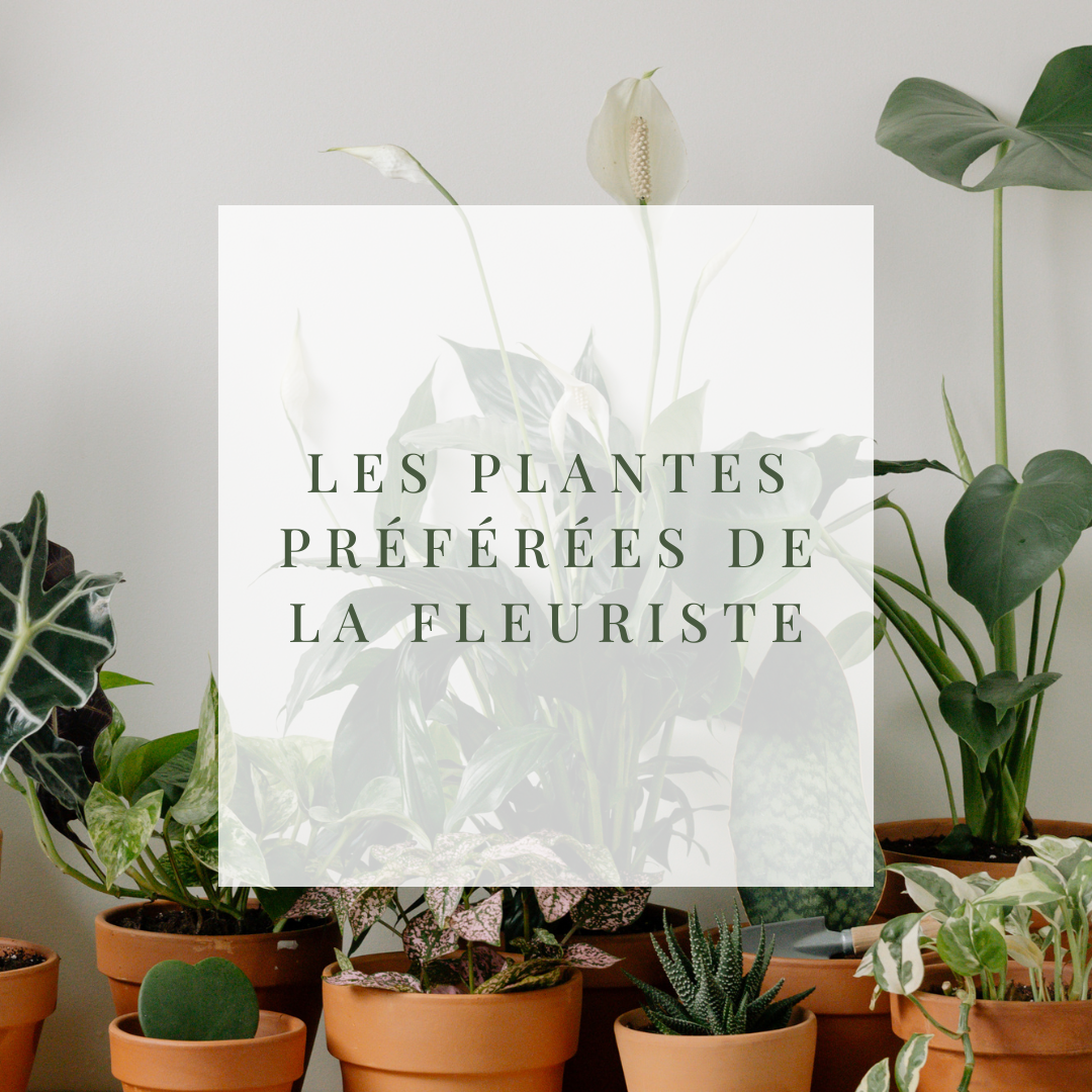 Plantes