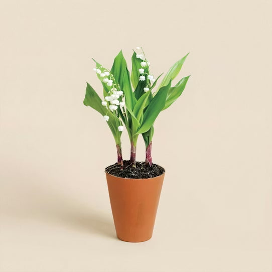 Muguet en Pot